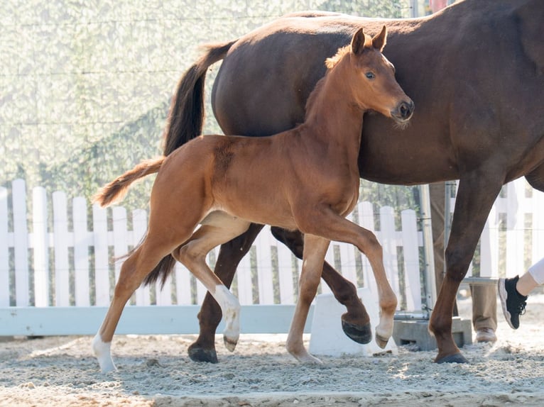 Westphalian Mare  Chestnut in Münster-Handorf