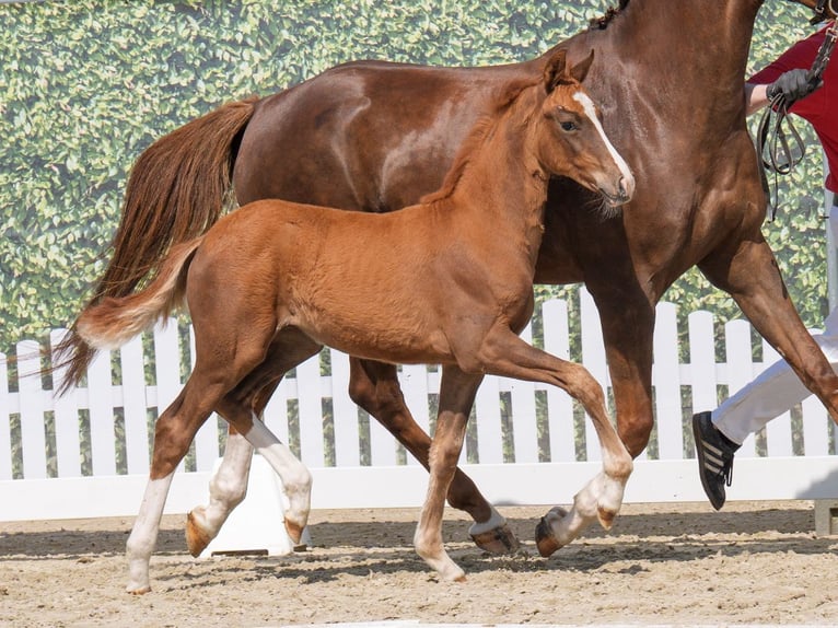 Westphalian Mare  Chestnut in Münster-Handorf