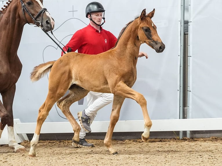 Westphalian Mare Foal (05/2024) Chestnut in Münster-Handorf