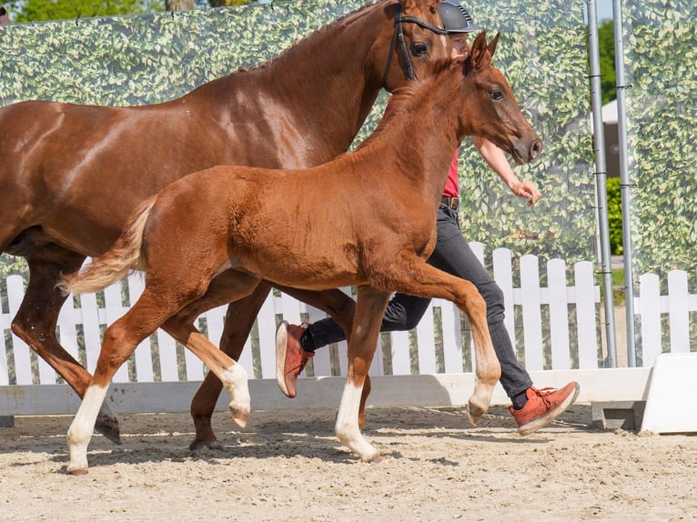 Westphalian Mare  Chestnut in Münster-Handorf