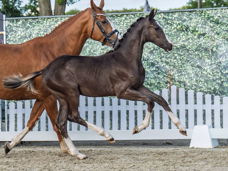 Westphalian Mare  Chestnut in M&#xFC;nster Handorf