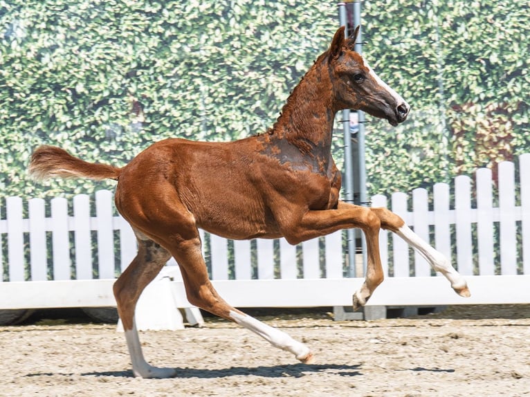 Westphalian Mare  Chestnut in M&#xFC;nster Handorf
