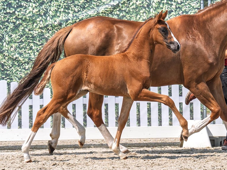 Westphalian Mare  Chestnut in M&#xFC;nster Handorf