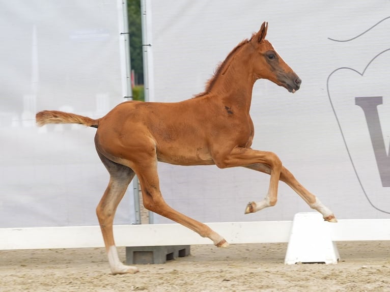 Westphalian Mare Foal (07/2024) Chestnut in Münster-Handorf