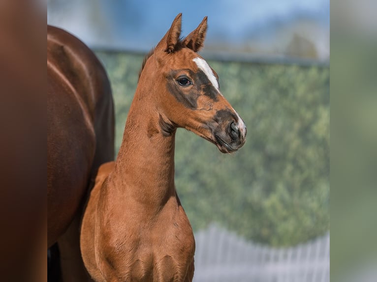 Westphalian Mare Foal (02/2026) Chestnut in Münster-Handorf