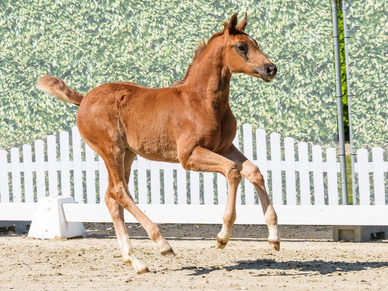 Westphalian Mare Foal (03/2026) Chestnut in Münster-Handorf