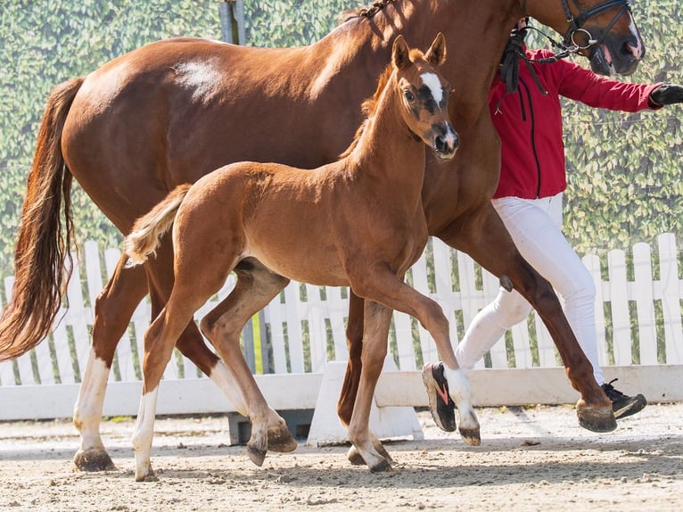 Westphalian Mare Foal (02/2026) Chestnut in Münster-Handorf