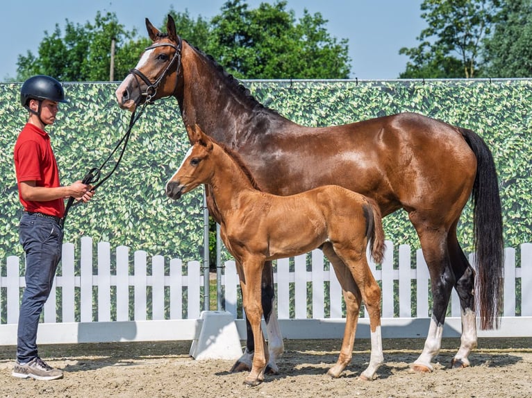 Westphalian Mare  Chestnut in M&#xFC;nster Handorf