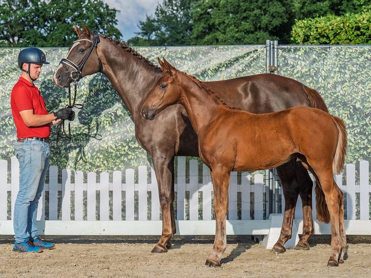 Westphalian Mare  Chestnut in M&#xFC;nster Handorf