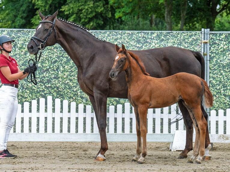 Westphalian Mare Foal (06/2025) Chestnut in M&#xFC;nster-Handorf