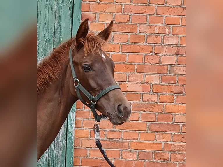 Westphalian Mare Foal (03/2025) Chestnut in Ostbevern