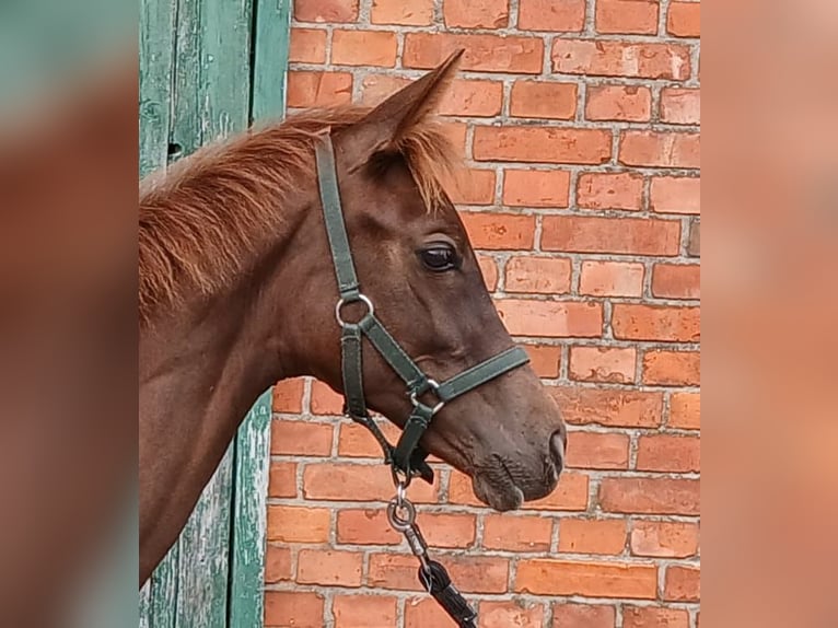 Westphalian Mare Foal (03/2025) Chestnut in Ostbevern