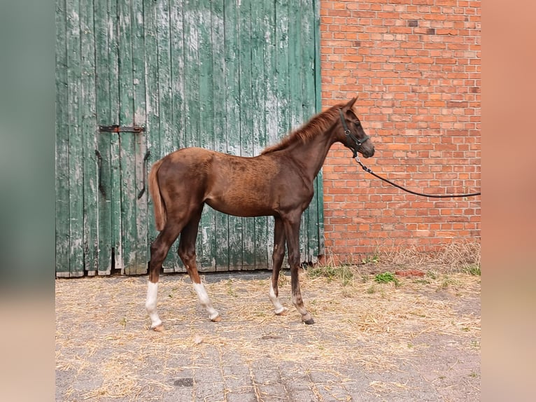 Westphalian Mare Foal (03/2025) Chestnut in Ostbevern