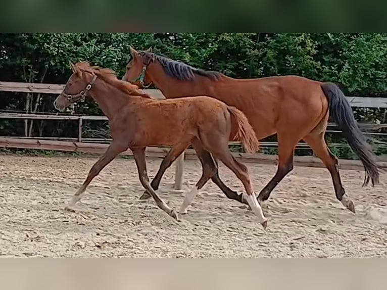 Westphalian Mare Foal (03/2025) Chestnut in Ostbevern