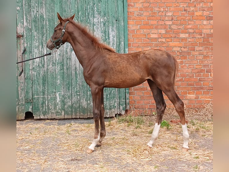 Westphalian Mare Foal (03/2025) Chestnut in Ostbevern