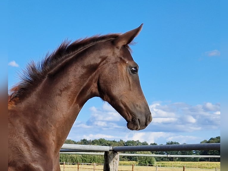 Westphalian Mare Foal (05/2026) Chestnut in Stemshorn