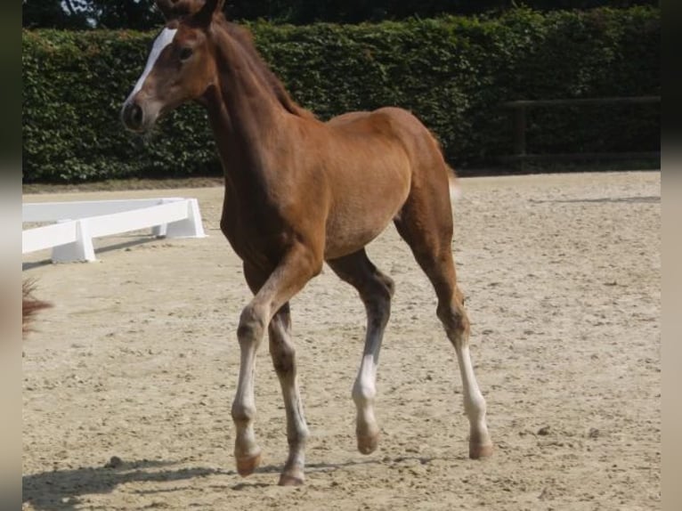 Westphalian Mare Foal (03/2024) Chestnut in Witten