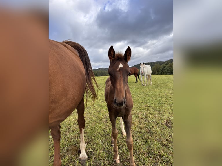 Westphalian Mare Foal (05/2025) Chestnut in Netphen