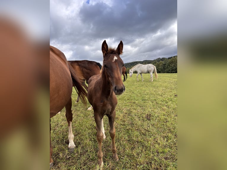 Westphalian Mare Foal (05/2025) Chestnut in Netphen