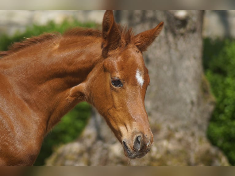 Westphalian Mare Foal (04/2025) Chestnut in Horstmar