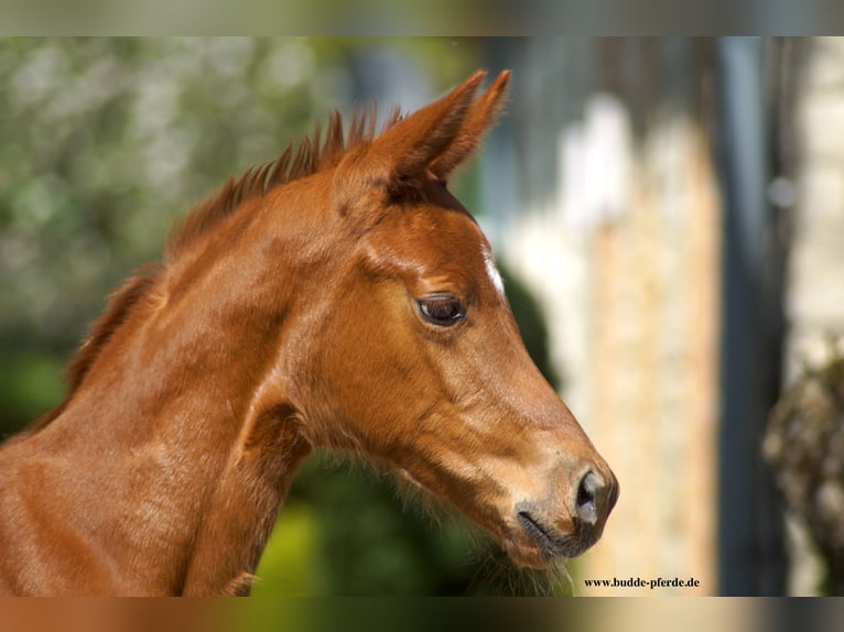 Westphalian Mare Foal (04/2025) Chestnut in Horstmar