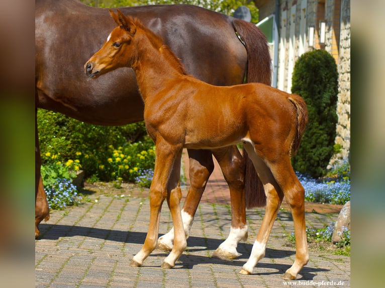 Westphalian Mare Foal (04/2025) Chestnut in Horstmar