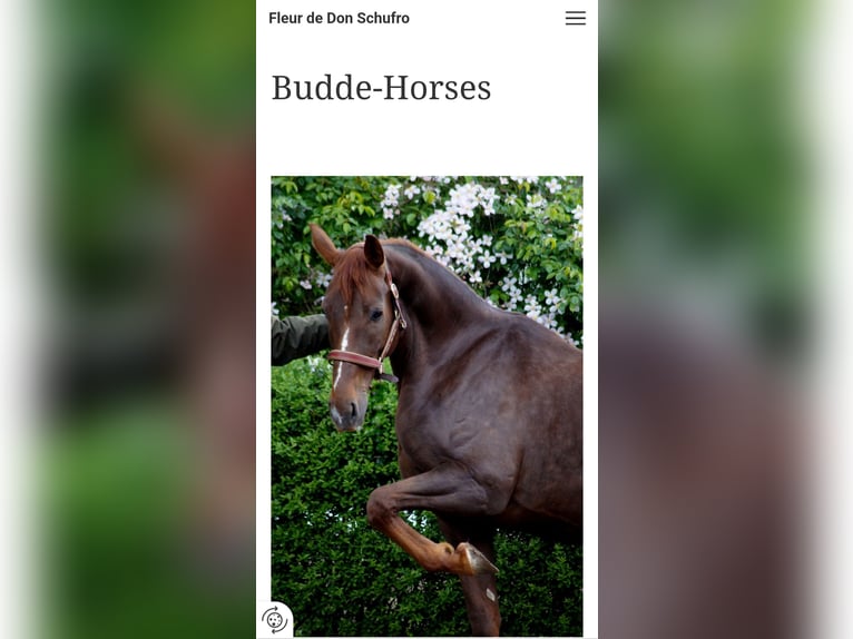 Westphalian Mare Foal (04/2025) Chestnut in Horstmar