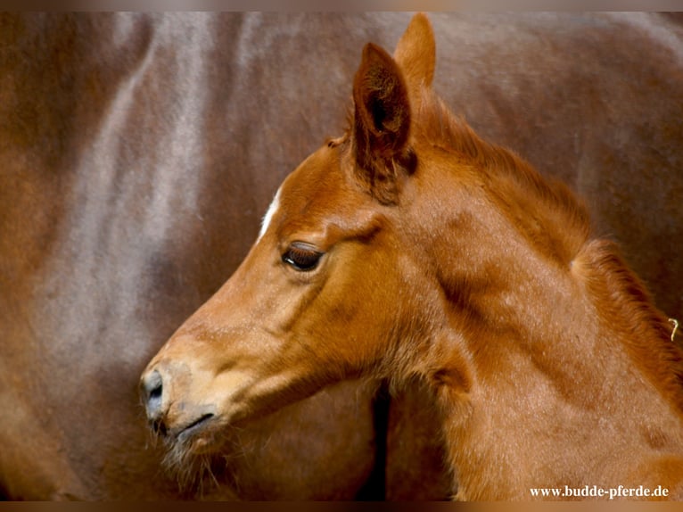 Westphalian Mare Foal (04/2025) Chestnut in Horstmar