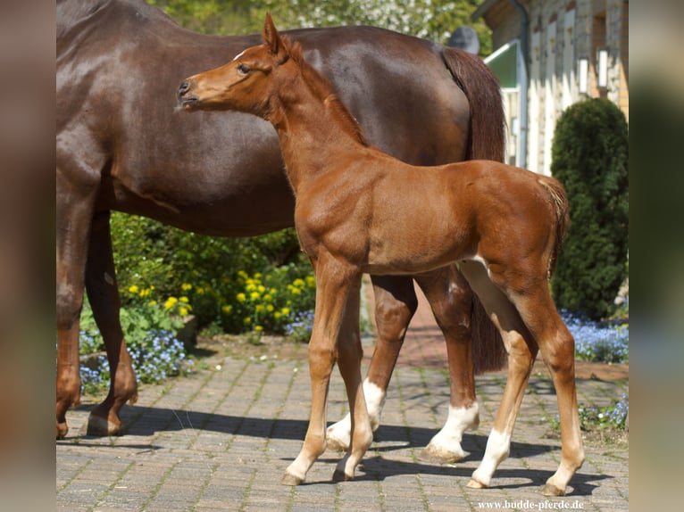 Westphalian Mare Foal (04/2025) Chestnut in Horstmar