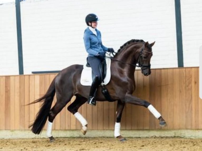 Westphalian Mare Foal (04/2025) Chestnut in Horstmar