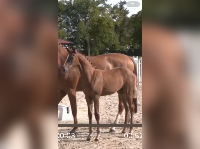 Westphalian Mare Foal (03/2025) Chestnut-Red in Ascheberg