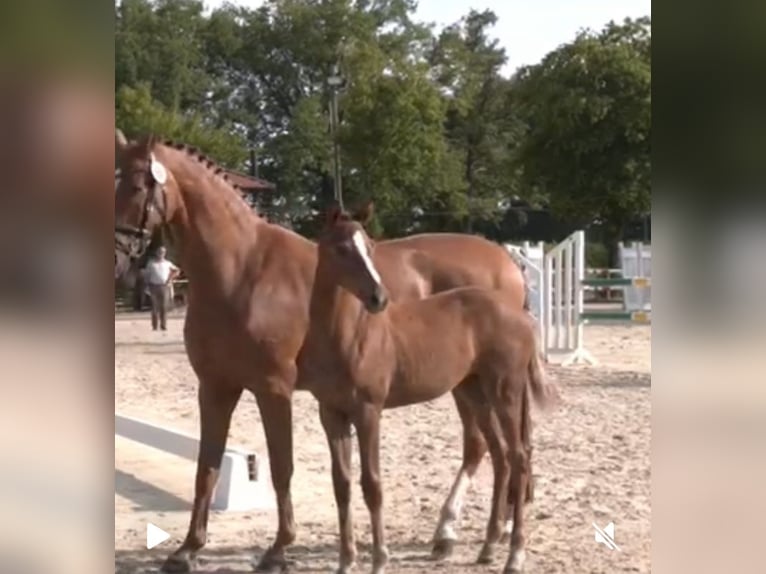 Westphalian Mare Foal (03/2025) Chestnut-Red in Ascheberg