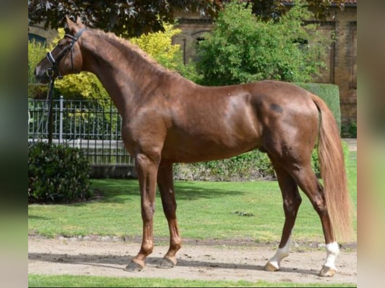 Westphalian Mare Foal (03/2025) Chestnut-Red in Ascheberg