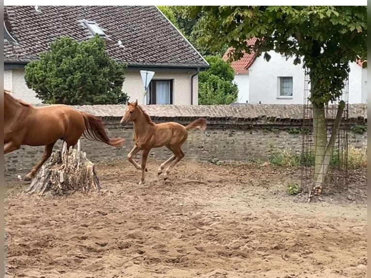 Westphalian Mare  Chestnut-Red in Unna