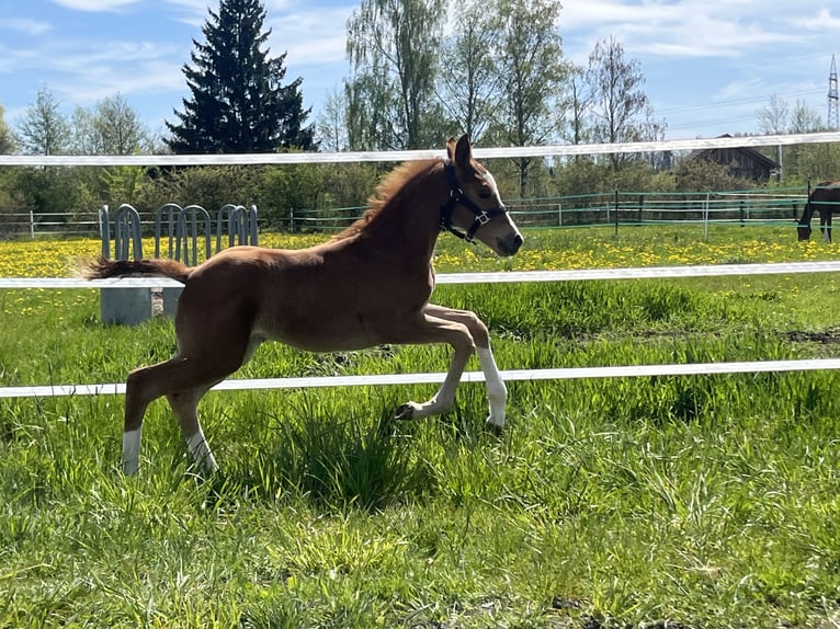 Westphalian Mare Foal (04/2026) Chestnut-Red in Kulmbach