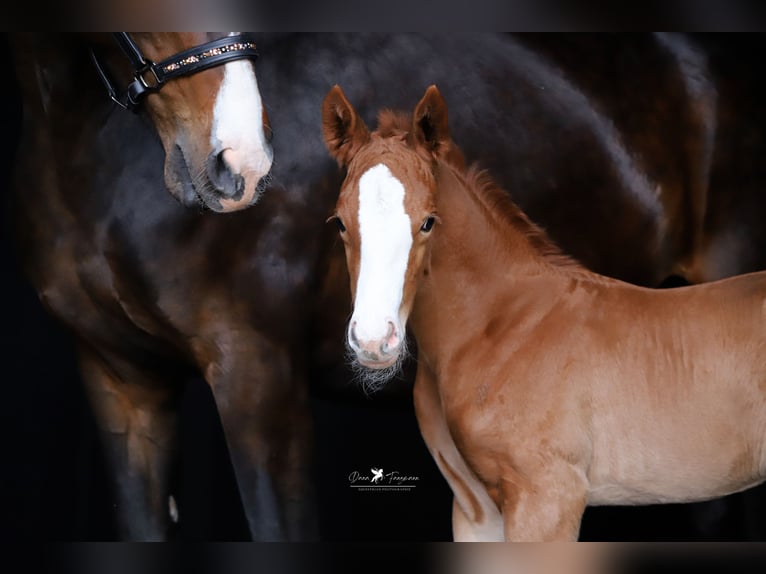 Westphalian Mare  Chestnut-Red in Neuenkirchen-Vörden