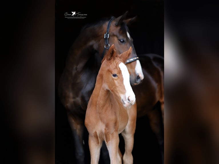Westphalian Mare  Chestnut-Red in Neuenkirchen-Vörden