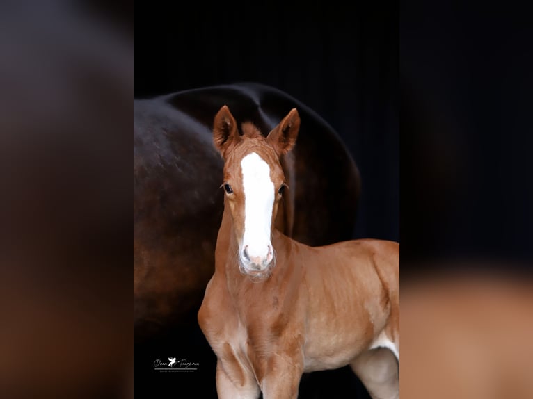 Westphalian Mare  Chestnut-Red in Neuenkirchen-Vörden