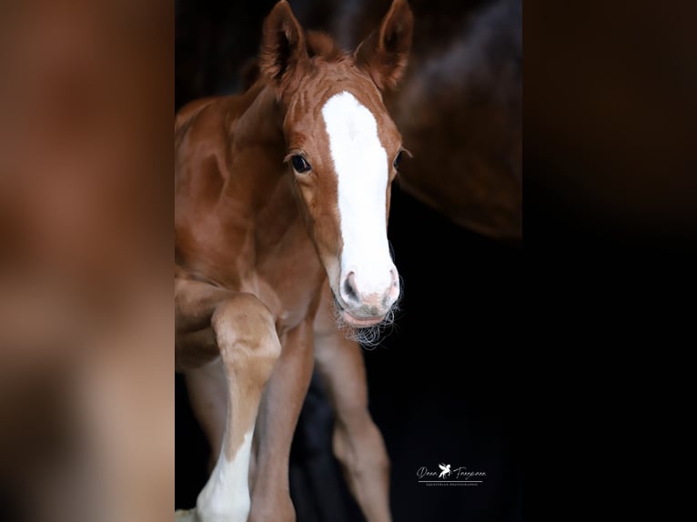 Westphalian Mare  Chestnut-Red in Neuenkirchen-Vörden