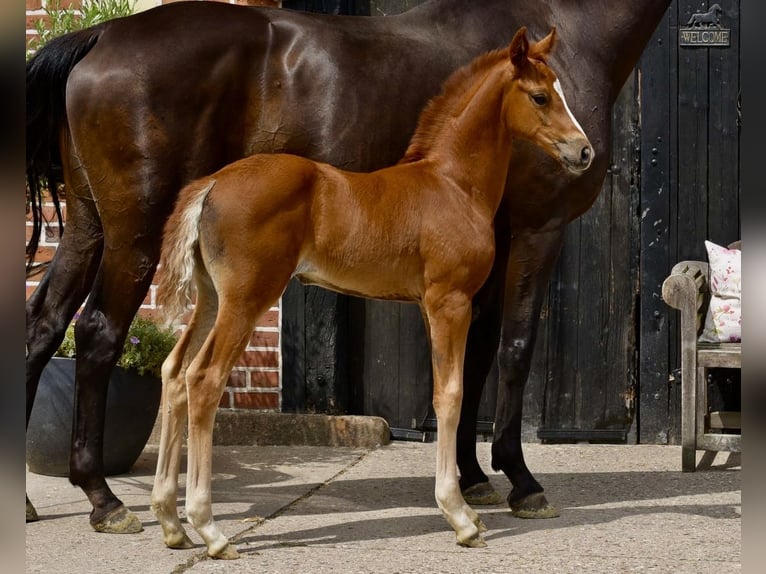 Westphalian Mare Foal (06/2025) Chestnut-Red in Coesfeld