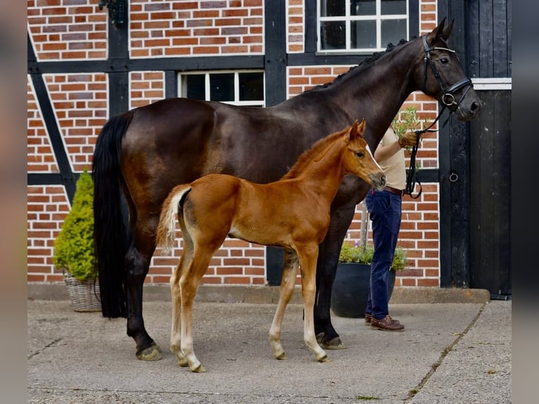 Westphalian Mare Foal (06/2025) Chestnut-Red in Coesfeld