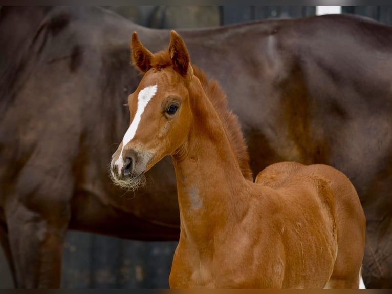 Westphalian Mare Foal (06/2025) Chestnut-Red in Coesfeld