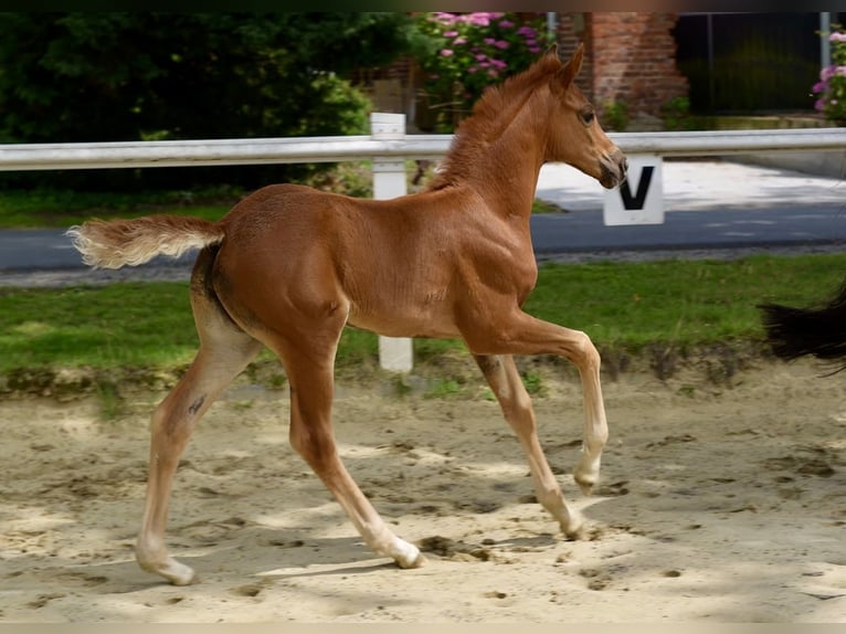 Westphalian Mare Foal (06/2025) Chestnut-Red in Coesfeld