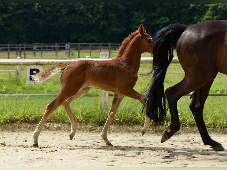 Westphalian Mare Foal (06/2025) Chestnut-Red in Coesfeld