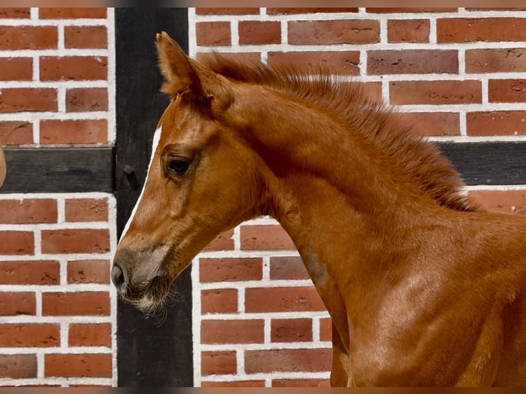 Westphalian Mare Foal (06/2025) Chestnut-Red in Coesfeld