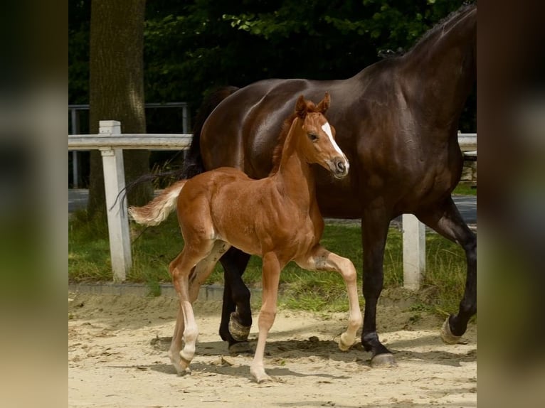 Westphalian Mare Foal (06/2025) Chestnut-Red in Coesfeld