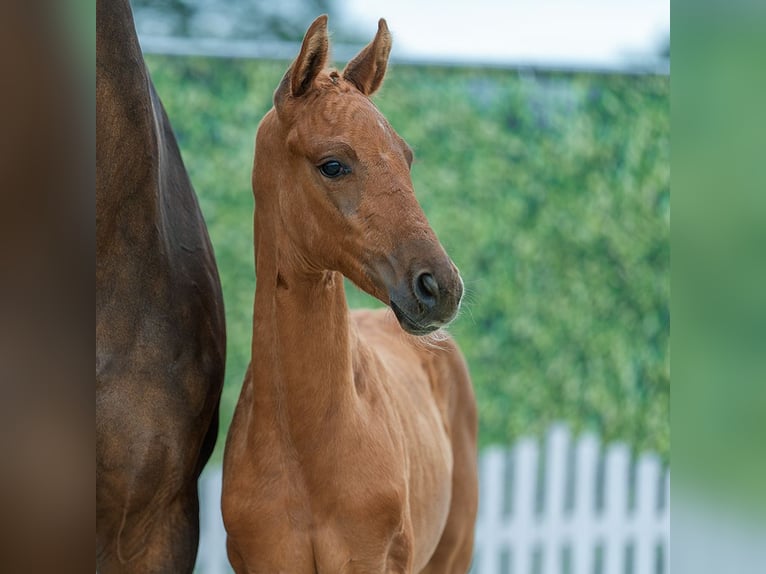 Westphalian Mare Foal (05/2026) Chestnut-Red in Mnster-Handorf