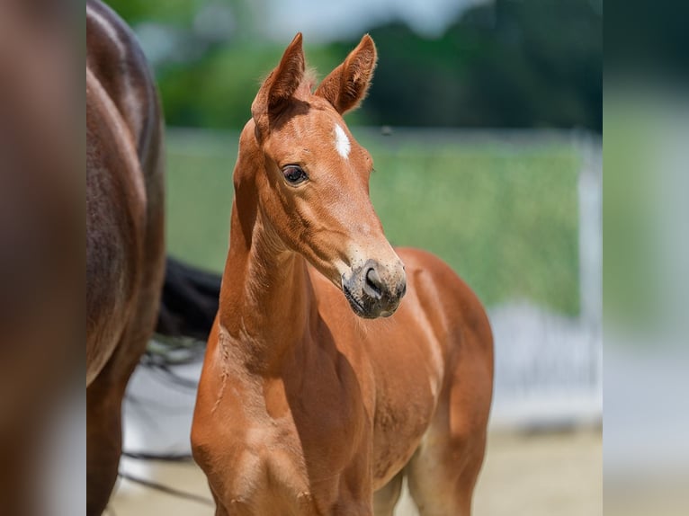 Westphalian Mare Foal (05/2026) Chestnut-Red in Mnster-Handorf