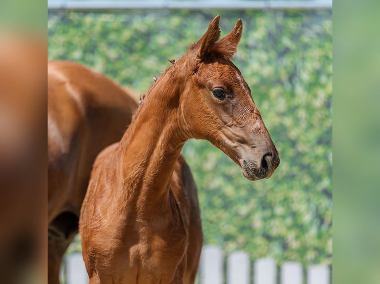 Westphalian Mare Foal (05/2026) Chestnut-Red in Mnster-Handorf