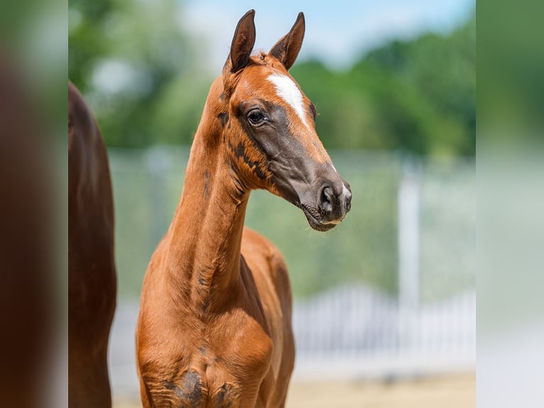 Westphalian Mare Foal (05/2026) Chestnut-Red in Mnster-Handorf